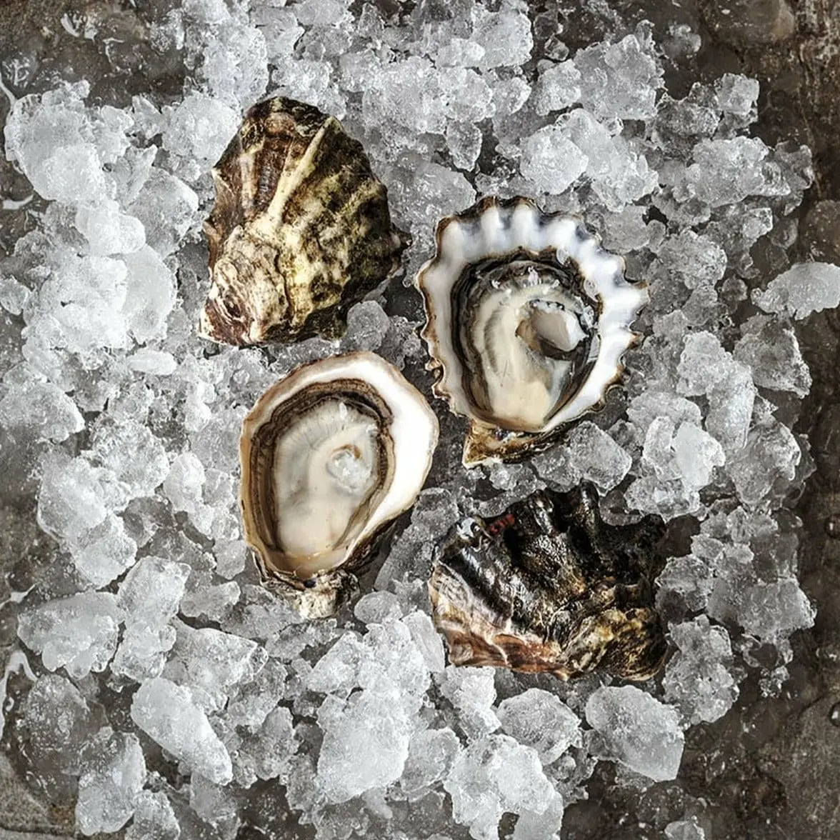 oysters